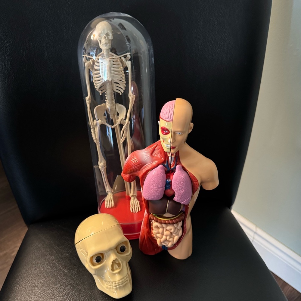 Human Anatomy Models - Picture 2 of 10